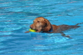 Hundeschwimmen / Bild 2 von 187 / 10.09.2016 11:29 / DSC_8434.JPG