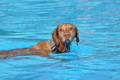 Hundeschwimmen / Bild 3 von 187 / 10.09.2016 11:29 / DSC_8437.JPG
