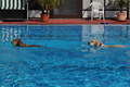 Hundeschwimmen / Bild 4 von 187 / 10.09.2016 11:30 / DSC_8440.JPG