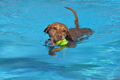 Hundeschwimmen / Bild 5 von 187 / 10.09.2016 11:30 / DSC_8450.JPG