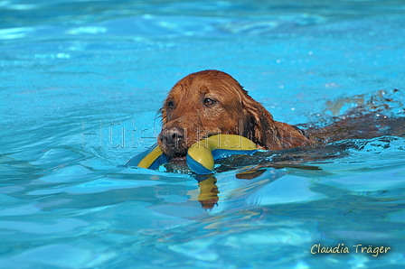 Hundeschwimmen / Bild 8 von 187 / 10.09.2016 11:31 / DSC_8482.JPG