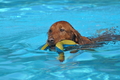 Hundeschwimmen / Bild 8 von 187 / 10.09.2016 11:31 / DSC_8482.JPG