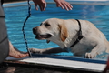 Hundeschwimmen / Bild 10 von 187 / 10.09.2016 11:36 / DSC_8520.JPG