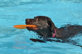 Hundeschwimmen / Bild 14 von 187 / 10.09.2016 11:38 / DSC_8550.JPG