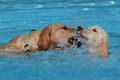 Hundeschwimmen / Bild 17 von 187 / 10.09.2016 11:39 / DSC_8581.JPG
