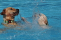 Hundeschwimmen / Bild 18 von 187 / 10.09.2016 11:39 / DSC_8587.JPG