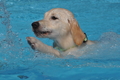 Hundeschwimmen / Bild 19 von 187 / 10.09.2016 11:40 / DSC_8593.JPG