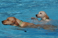Hundeschwimmen / Bild 20 von 187 / 10.09.2016 11:40 / DSC_8598.JPG