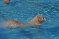 Hundeschwimmen / Bild 21 von 187 / 10.09.2016 11:40 / DSC_8611.JPG