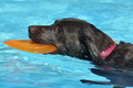 Hundeschwimmen / Bild 26 von 187 / 10.09.2016 11:44 / DSC_8688.JPG