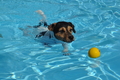 Hundeschwimmen / Bild 28 von 187 / 10.09.2016 11:46 / DSC_8737.JPG