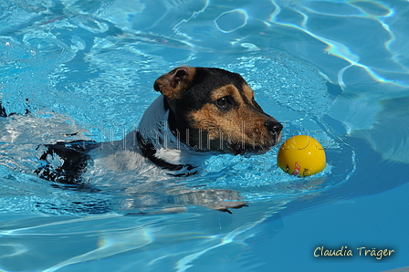 Hundeschwimmen / Bild 29 von 187 / 10.09.2016 11:46 / DSC_8742.JPG