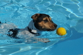 Hundeschwimmen / Bild 29 von 187 / 10.09.2016 11:46 / DSC_8742.JPG