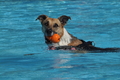 Hundeschwimmen / Bild 32 von 187 / 10.09.2016 11:48 / DSC_8795.JPG