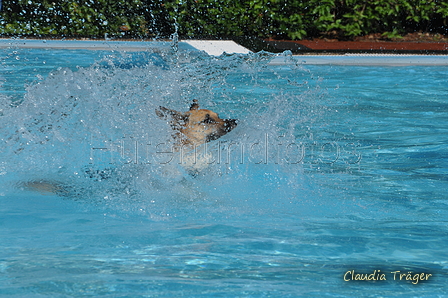 Hundeschwimmen / Bild 33 von 187 / 10.09.2016 11:49 / DSC_8802.JPG