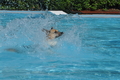 Hundeschwimmen / Bild 33 von 187 / 10.09.2016 11:49 / DSC_8802.JPG