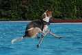 Hundeschwimmen / Bild 34 von 187 / 10.09.2016 11:49 / DSC_8810.JPG