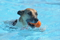 Hundeschwimmen / Bild 35 von 187 / 10.09.2016 11:50 / DSC_8823.JPG