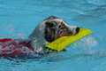Hundeschwimmen / Bild 36 von 187 / 10.09.2016 11:51 / DSC_8843.JPG