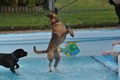 Hundeschwimmen / Bild 186 von 187 / 11.09.2016 13:20 / DSC_0380.JPG