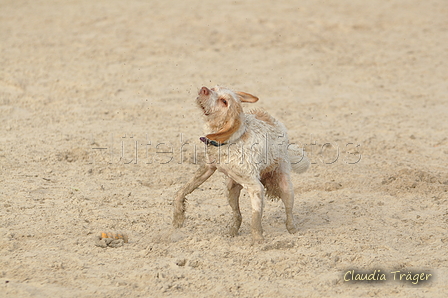 Hundestrand / Bild 68 von 376 / 19.09.2016 16:31 / DSC_8868.JPG