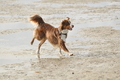 Hundestrand / Bild 83 von 376 / 19.09.2016 16:41 / DSC_8980.JPG