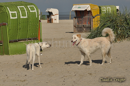 Hundestrand / Bild 97 von 376 / 20.09.2016 12:02 / DSC_9380.JPG