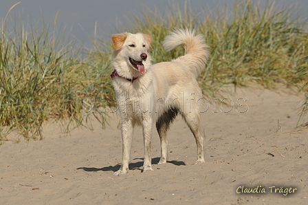 Hundestrand / Bild 101 von 376 / 20.09.2016 12:04 / DSC_9399.JPG