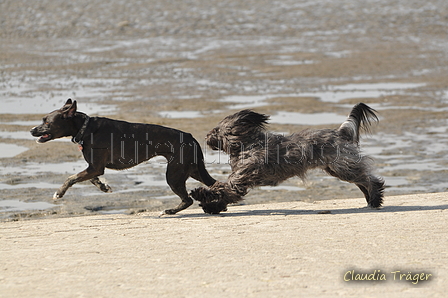 Hundestrand / Bild 102 von 376 / 20.09.2016 12:08 / DSC_9452.JPG