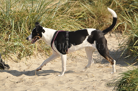 Hundestrand / Bild 104 von 376 / 20.09.2016 12:09 / DSC_9463.JPG