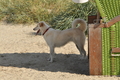 Hundestrand / Bild 105 von 376 / 20.09.2016 12:11 / DSC_9473.JPG