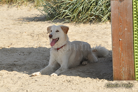 Hundestrand / Bild 106 von 376 / 20.09.2016 12:12 / DSC_9475.JPG