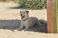 Hundestrand / Bild 106 von 376 / 20.09.2016 12:12 / DSC_9475.JPG