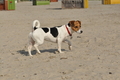 Hundestrand / Bild 107 von 376 / 20.09.2016 12:14 / DSC_9481.JPG