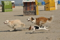 Hundestrand / Bild 109 von 376 / 20.09.2016 12:16 / DSC_9499.JPG