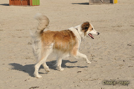 Hundestrand / Bild 110 von 376 / 20.09.2016 12:16 / DSC_9503.JPG