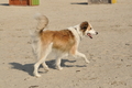 Hundestrand / Bild 110 von 376 / 20.09.2016 12:16 / DSC_9503.JPG