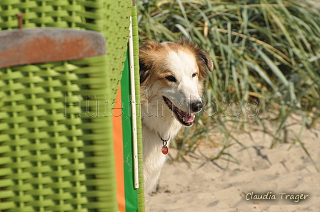 Hundestrand / Bild 112 von 376 / 20.09.2016 12:16 / DSC_9509.JPG