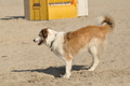 Hundestrand / Bild 113 von 376 / 20.09.2016 12:17 / DSC_9514.JPG