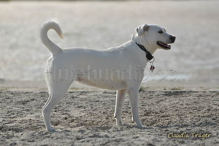 Hundestrand / Bild 114 von 376 / 20.09.2016 12:20 / DSC_9523.JPG