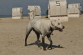 Hundestrand / Bild 115 von 376 / 20.09.2016 12:21 / DSC_9530.JPG