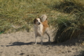 Hundestrand / Bild 116 von 376 / 20.09.2016 12:22 / DSC_9534.JPG