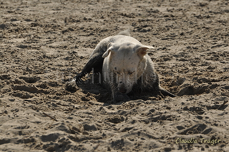 Hundestrand / Bild 117 von 376 / 20.09.2016 12:23 / DSC_9540.JPG