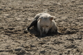 Hundestrand / Bild 117 von 376 / 20.09.2016 12:23 / DSC_9540.JPG