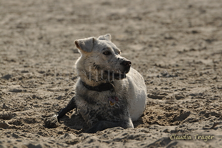 Hundestrand / Bild 118 von 376 / 20.09.2016 12:23 / DSC_9545.JPG