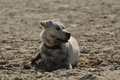 Hundestrand / Bild 118 von 376 / 20.09.2016 12:23 / DSC_9545.JPG