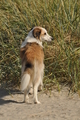 Hundestrand / Bild 119 von 376 / 20.09.2016 12:23 / DSC_9550.JPG