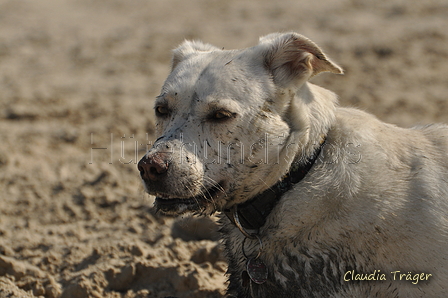 Hundestrand / Bild 120 von 376 / 20.09.2016 12:24 / DSC_9558.JPG