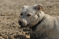 Hundestrand / Bild 120 von 376 / 20.09.2016 12:24 / DSC_9558.JPG