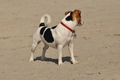 Hundestrand / Bild 124 von 376 / 20.09.2016 12:26 / DSC_9583.JPG